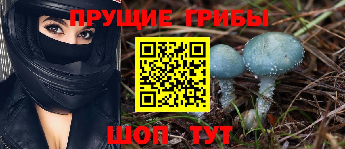 Галлюциногенные грибы Psilocybine cubensis Берёзовский